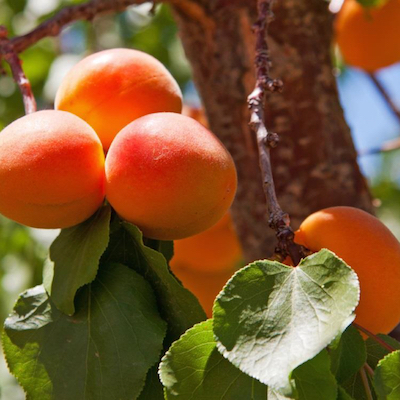 apricots