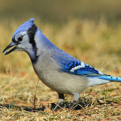 Bluejay