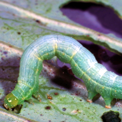 cabbageworm