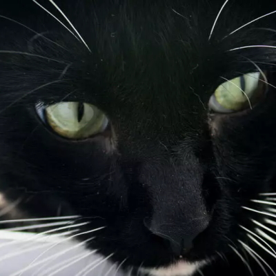 Cat face