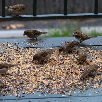 Finches