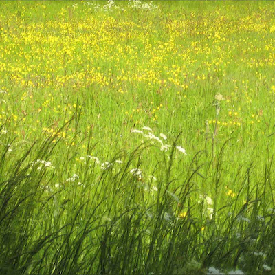 Field outside the town