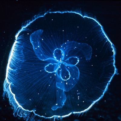 Moon Jelly